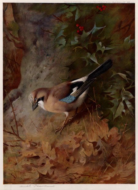 Archibald Thorburn Jay